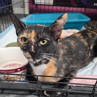 M - Ginger, Adoptable, Young Female Domestic Short Hair.