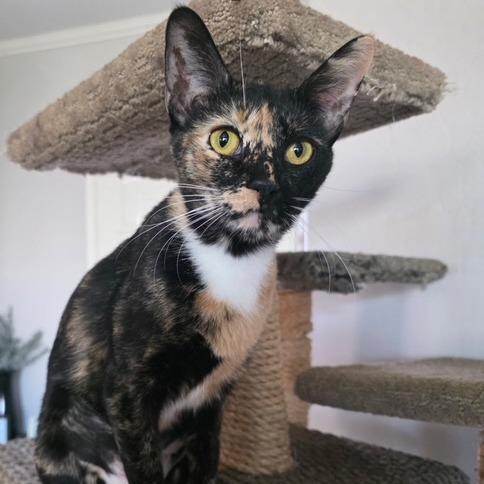 M - Ginger, a Adoptable Domestic Short Hair in Arizona City, AZ image 2/3