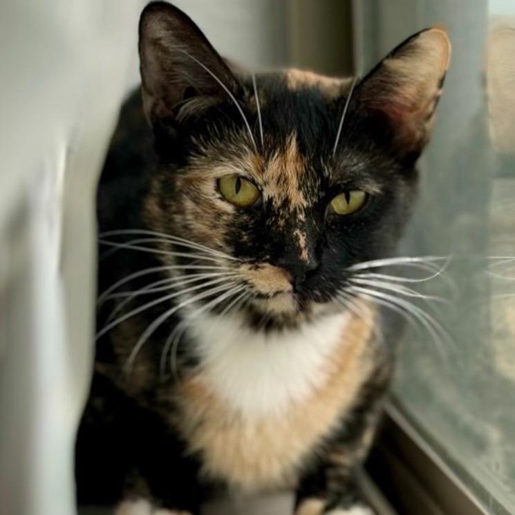 M - Ginger, Adoptable, Young Female Domestic Short Hair.