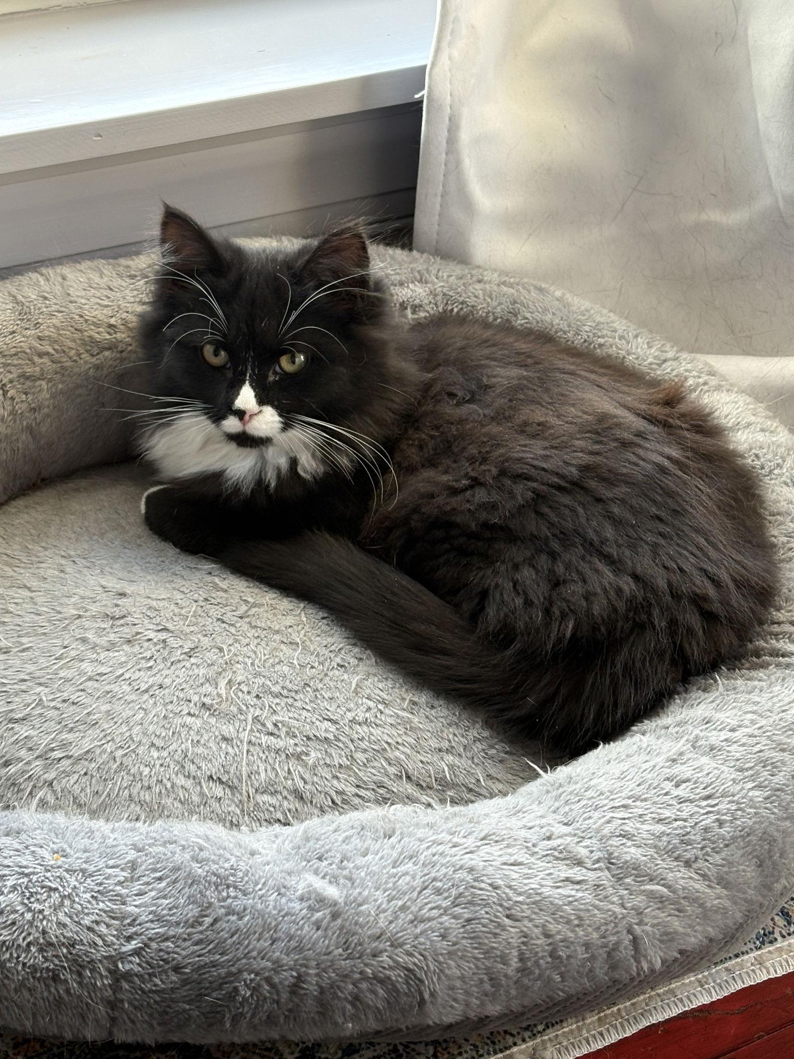 Echo, a Adopted Domestic Long Hair in Trexlertown, PA image 1/3