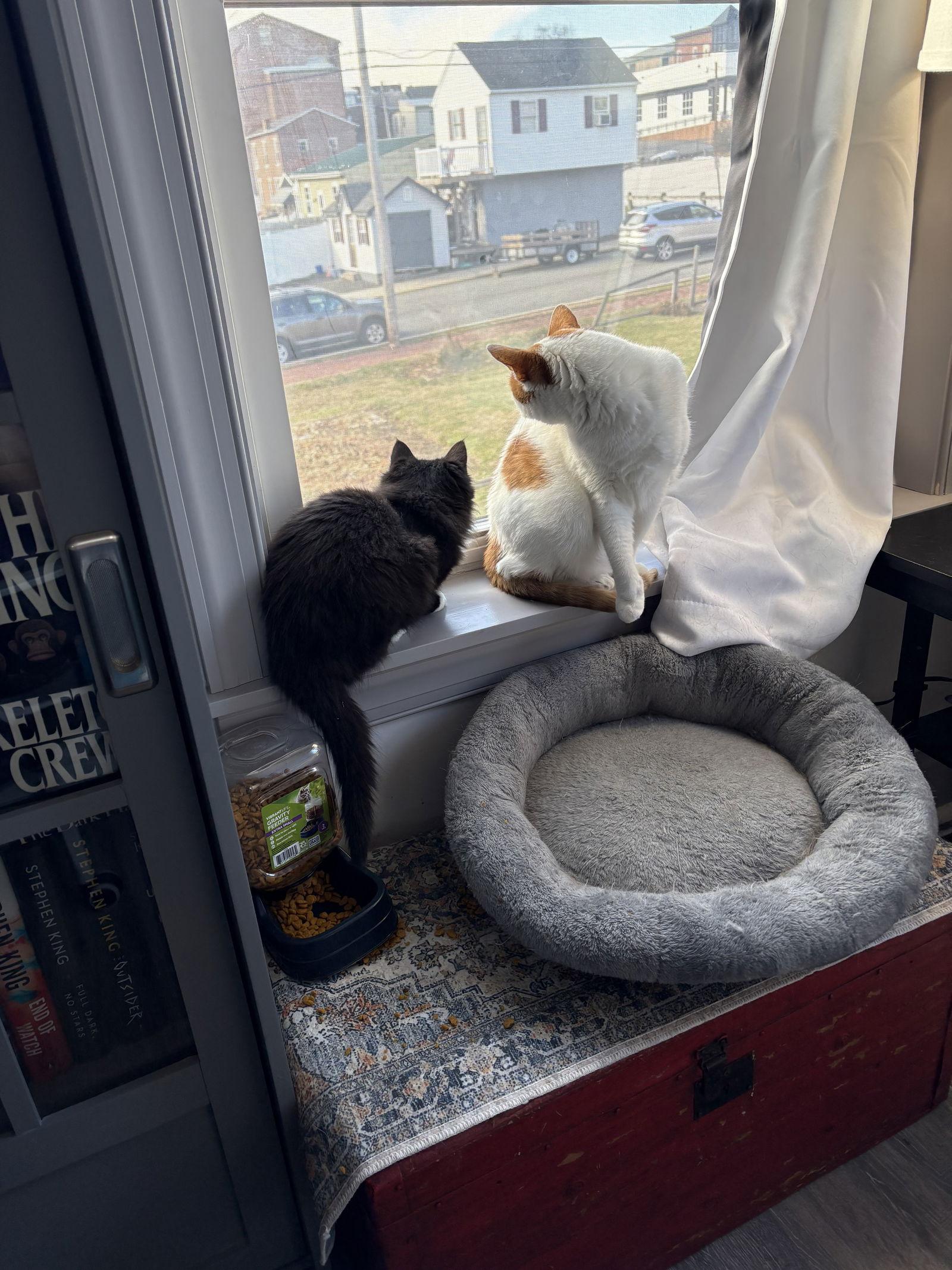 Echo, a Adopted Domestic Long Hair in Trexlertown, PA image 2/3