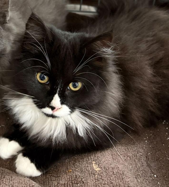 Echo, a Adopted Domestic Long Hair in Trexlertown, PA image 3/3