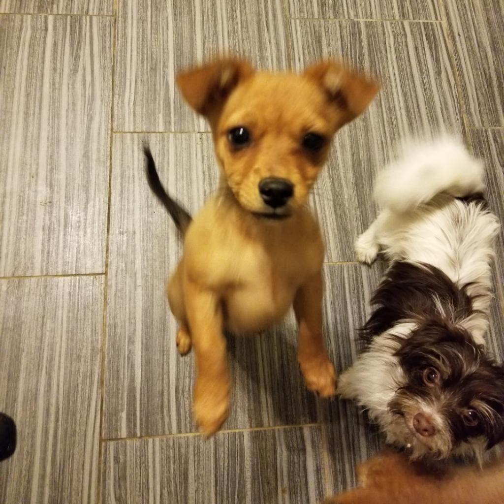 Tiny, Adoptable, Adult Female Chihuahua.