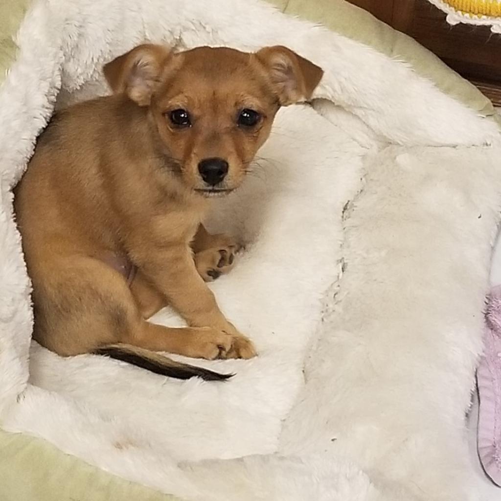 Enlarge Tiny, a Adoptable Chihuahua in Seagoville, TX image 2/2