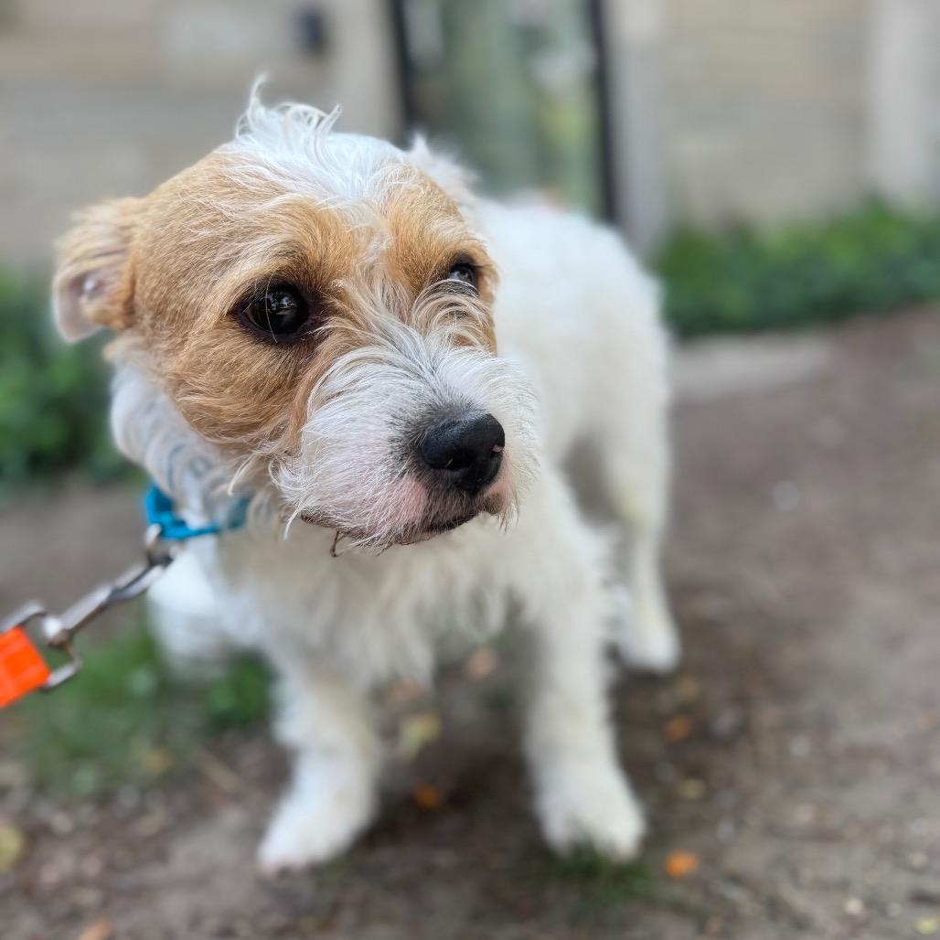 Benji, Adoptable, Adult Male Mixed Breed.