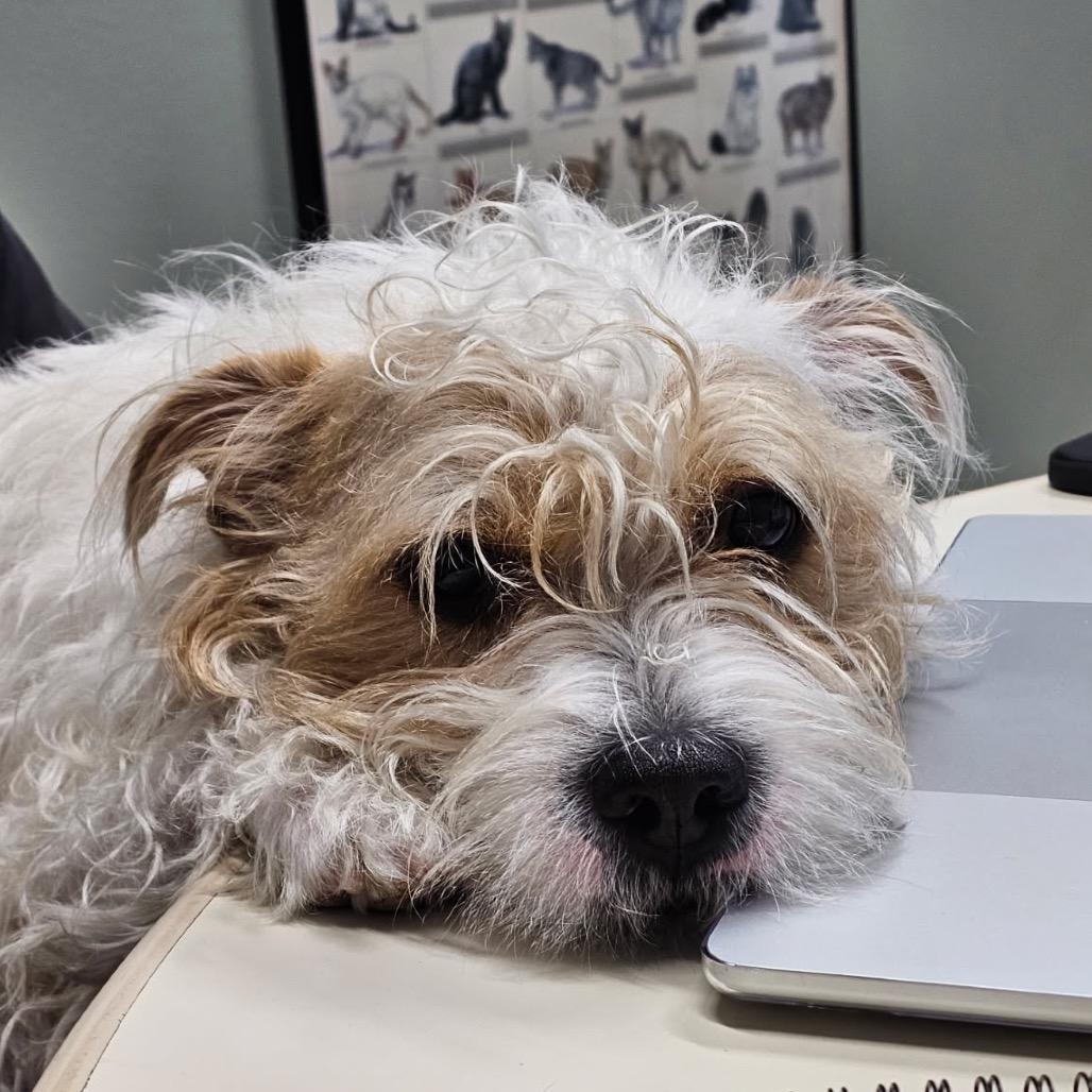 Benji, a Adoptable Mixed Breed in Skokie, IL image 2/6