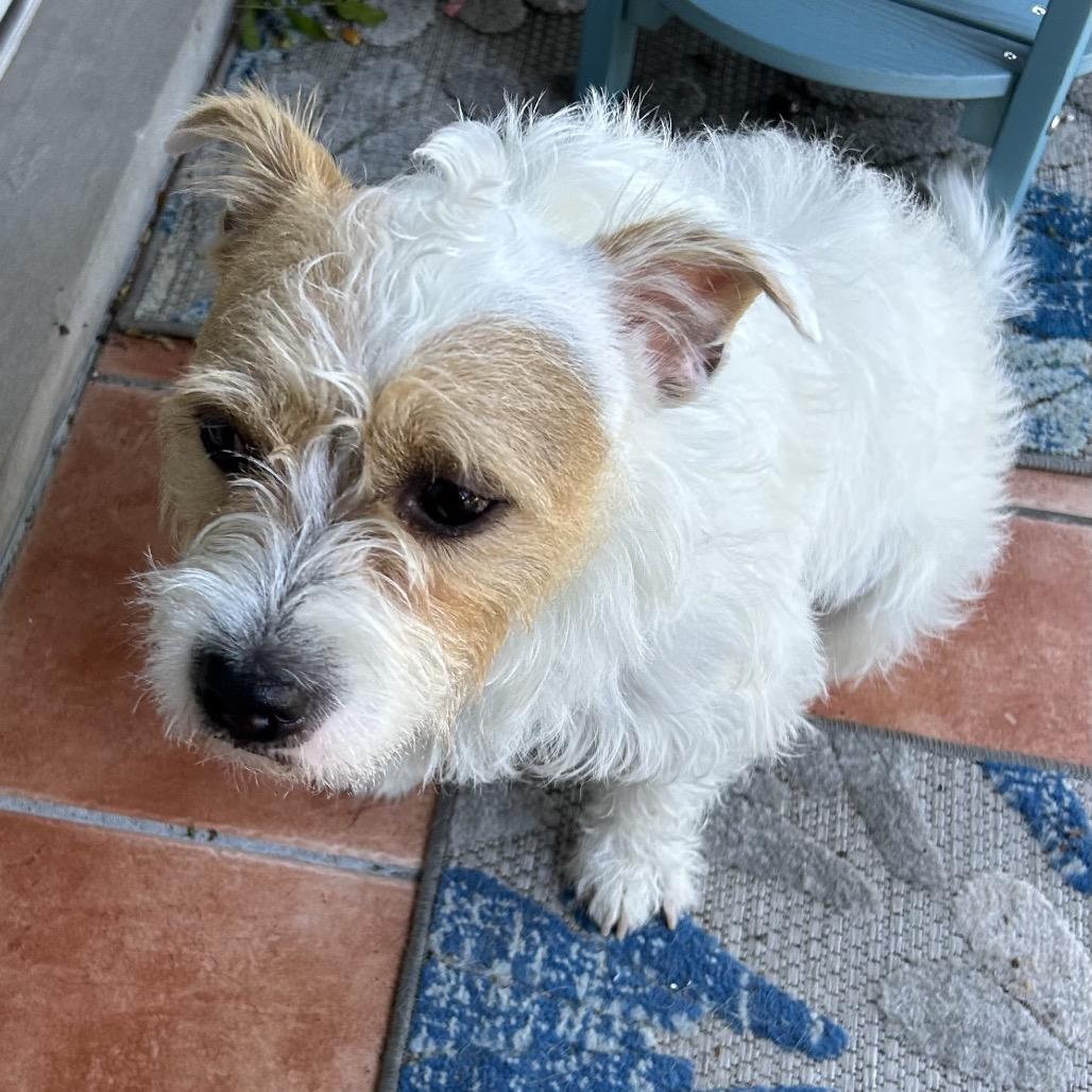 Benji, a Adoptable Mixed Breed in Skokie, IL image 4/6