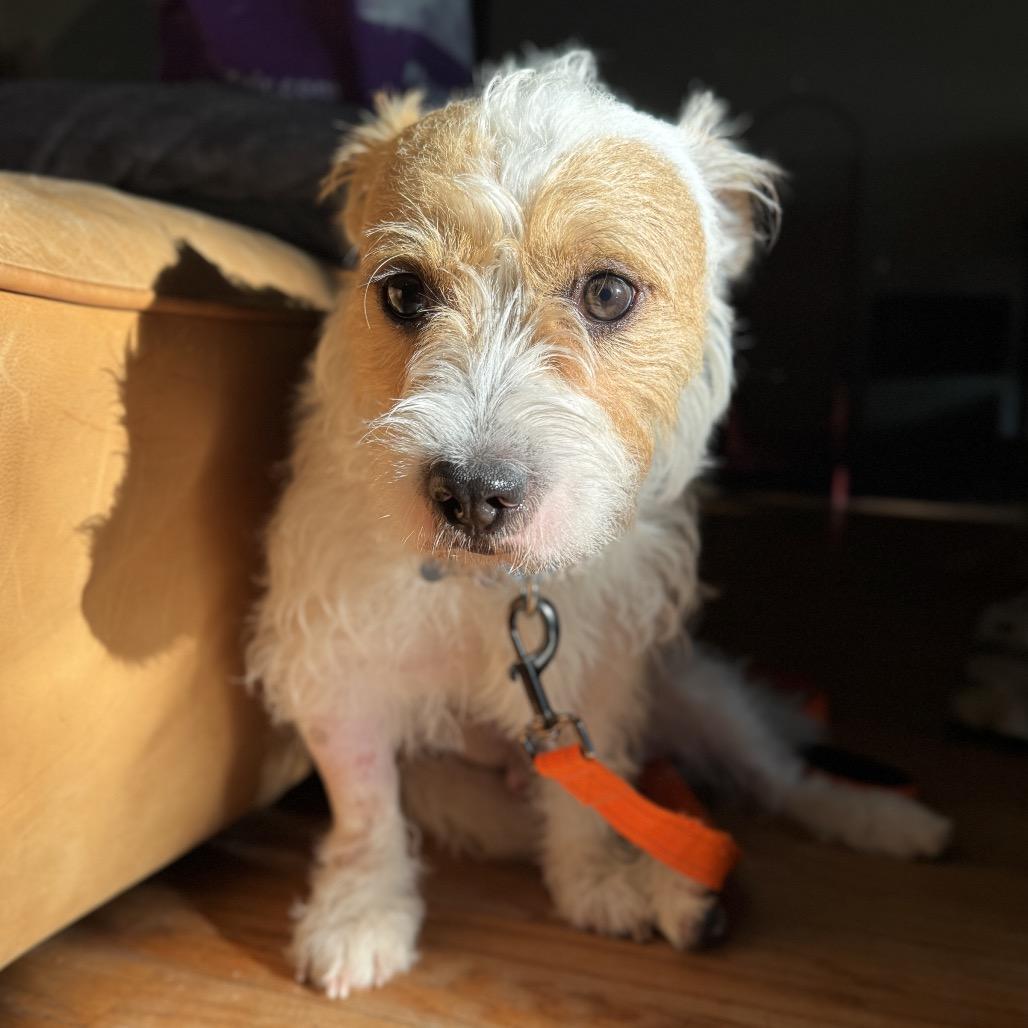 Benji, a Adoptable Mixed Breed in Skokie, IL image 5/6