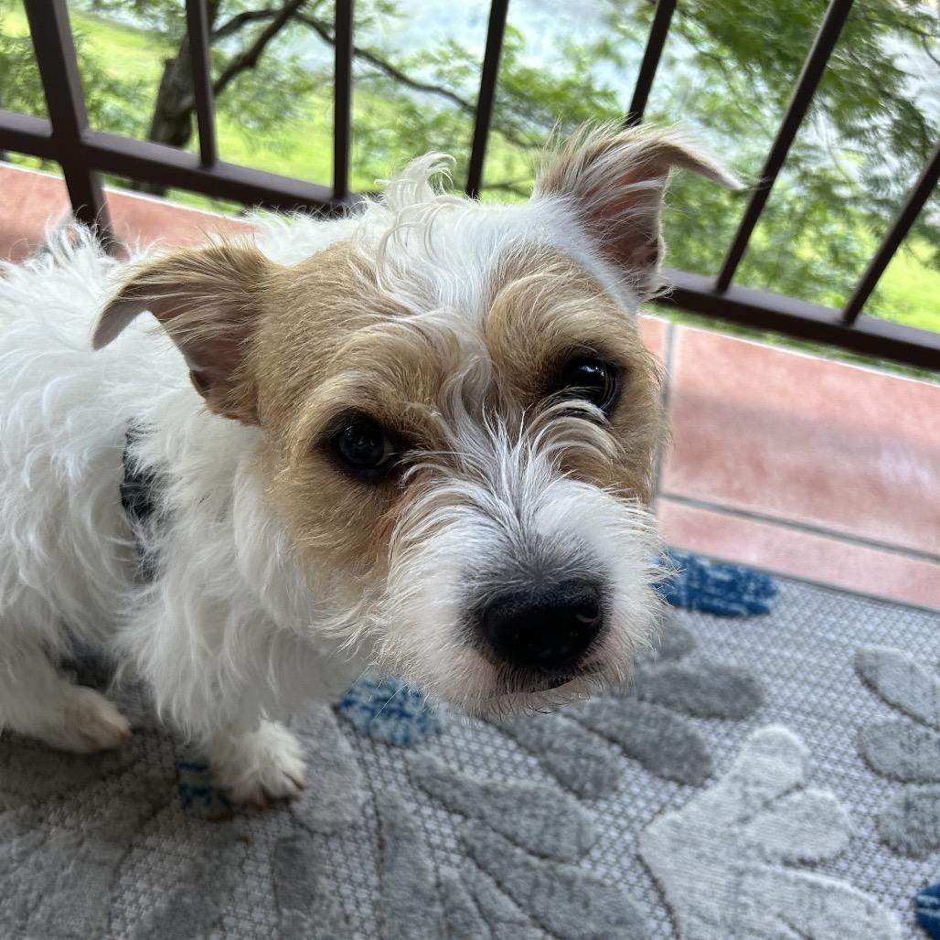 Benji, a Adoptable Mixed Breed in Skokie, IL image 6/6