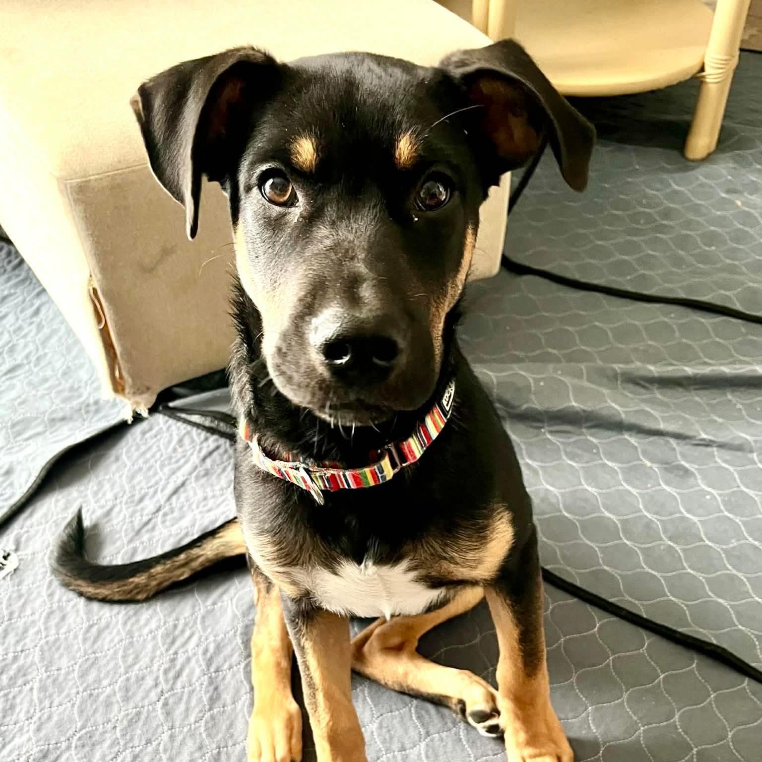 Maurice — thumbnail 3