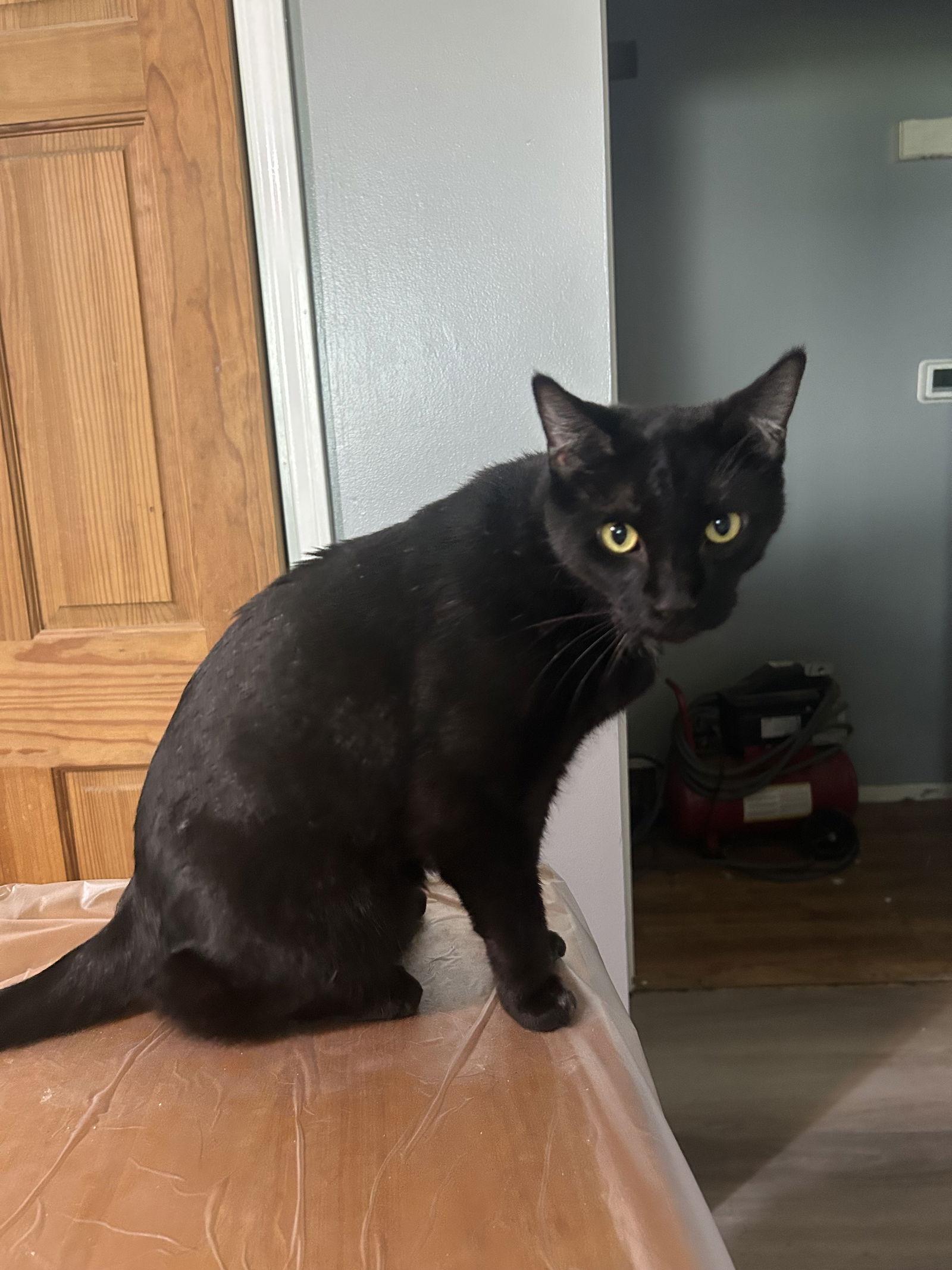 Loki - TV, Adoptable, Adult Male Domestic Short Hair.