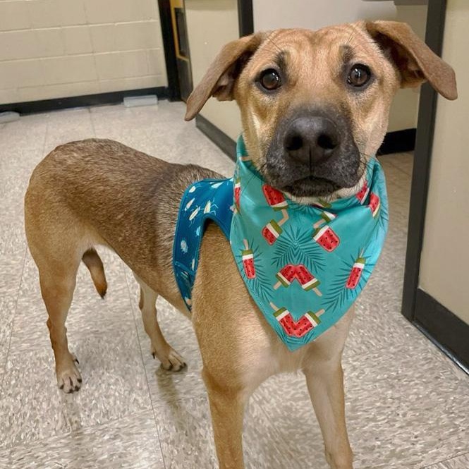 Enlarge Fern, a Adoptable mixed breed in Oklahoma City, OK image 6/6
