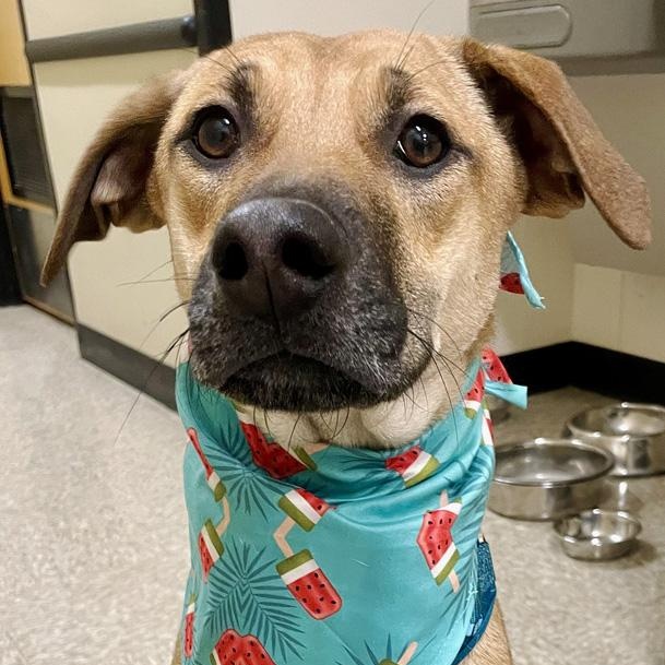 Enlarge Fern, a Adoptable mixed breed in Oklahoma City, OK image 3/6