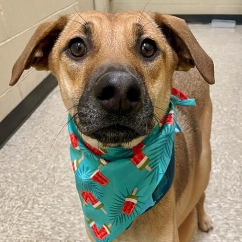 Enlarge Fern, a Adoptable mixed breed in Oklahoma City, OK image 1/6