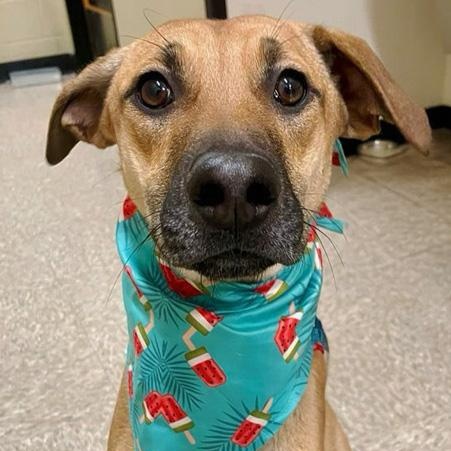 Enlarge Fern, a Adoptable mixed breed in Oklahoma City, OK image 5/6