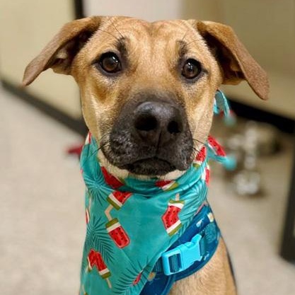 Enlarge Fern, a Adoptable mixed breed in Oklahoma City, OK image 2/6