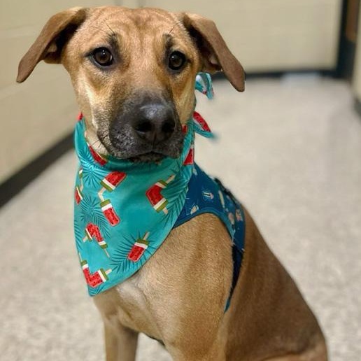 Enlarge Fern, a Adoptable mixed breed in Oklahoma City, OK image 4/6