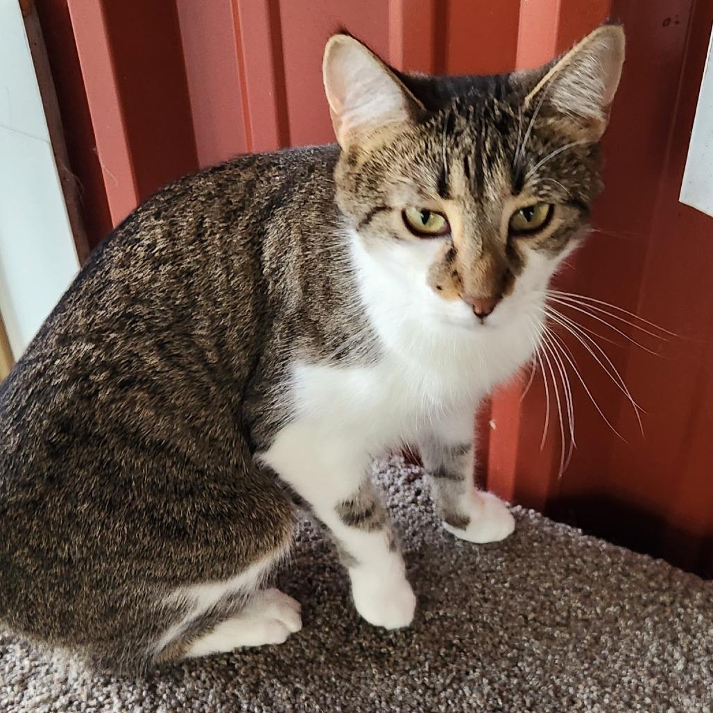 Guinea, Adoptable, Adult Female Domestic Short Hair.