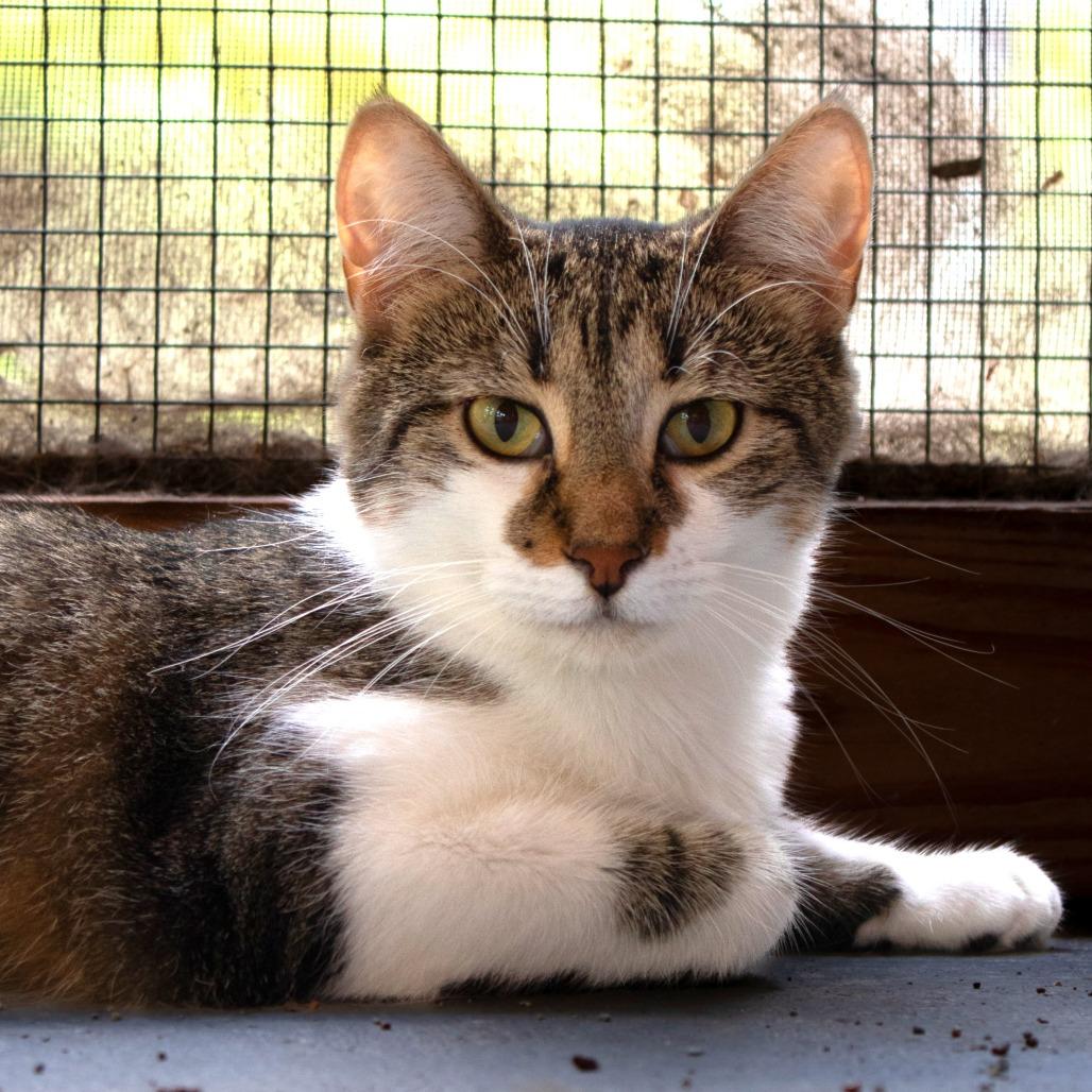 Enlarge Guinea, a Adoptable Domestic Short Hair in Brighton, MO image 2/5