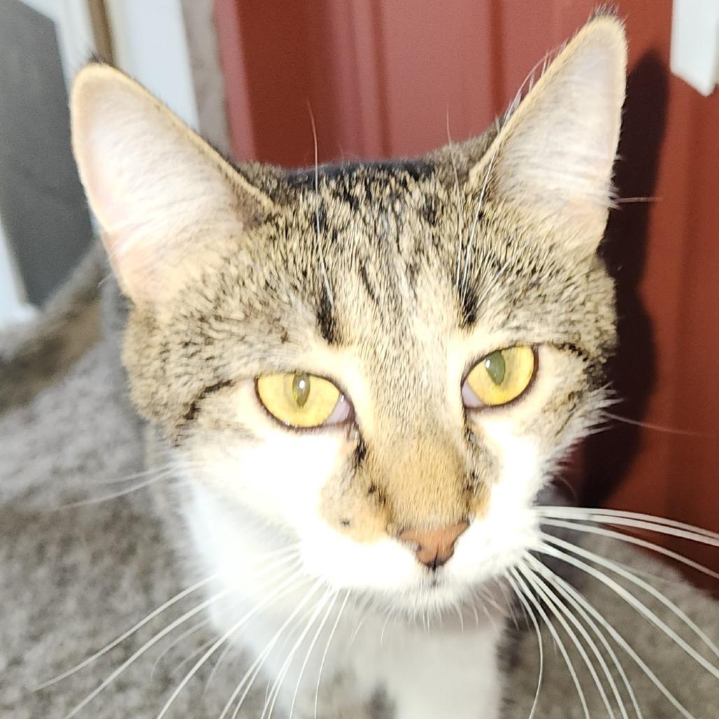 Enlarge Guinea, a Adoptable Domestic Short Hair in Brighton, MO image 4/5