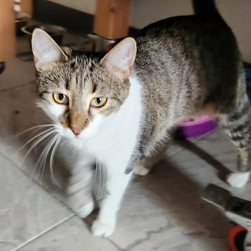 Guinea, a Adoptable Domestic Short Hair in Brighton, MO image 5/5