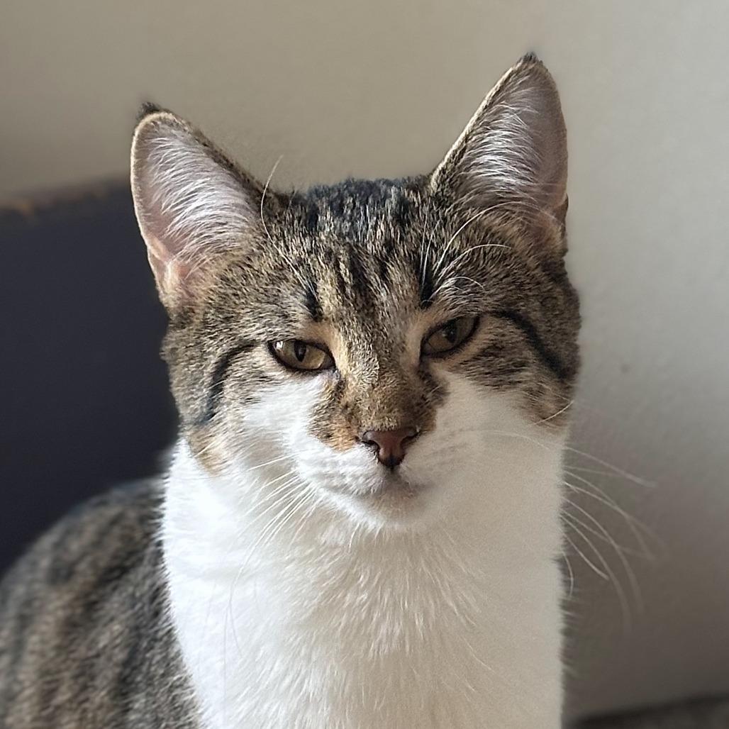 Enlarge Guinea, a Adoptable Domestic Short Hair in Brighton, MO image 5/5