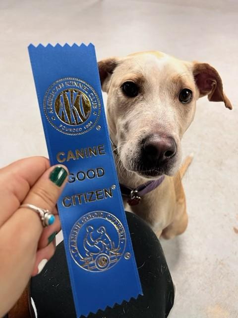 Malia, adopted, Adult Female Greyhound & Pit Bull Terrier.