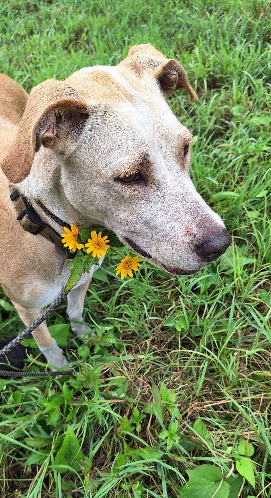 Enlarge Malia, an adopted mixed breed in Albion, NY image 3/5