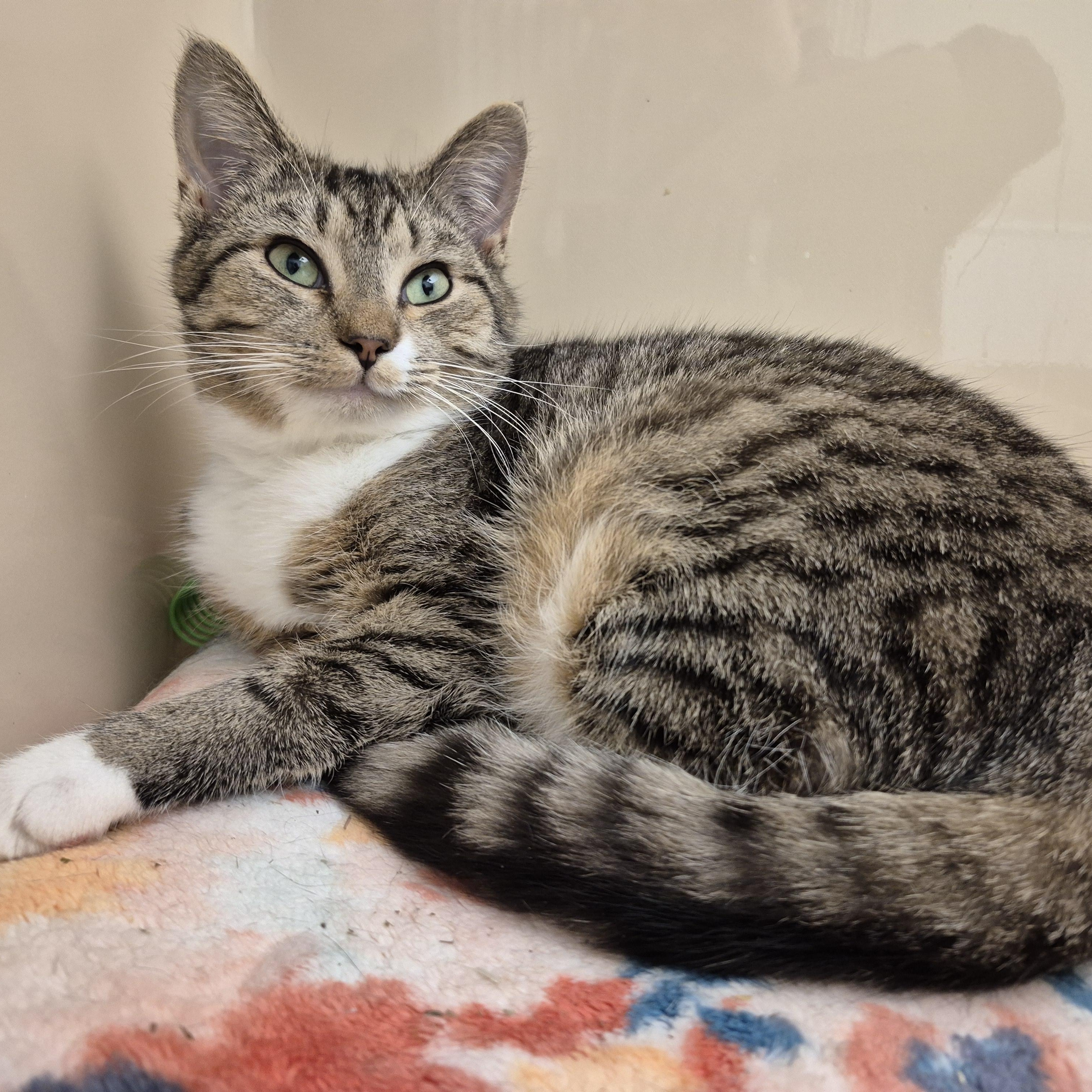 Enlarge Cortina, a ADOPTABLE Domestic Short Hair in Tioga, PA image 2/6