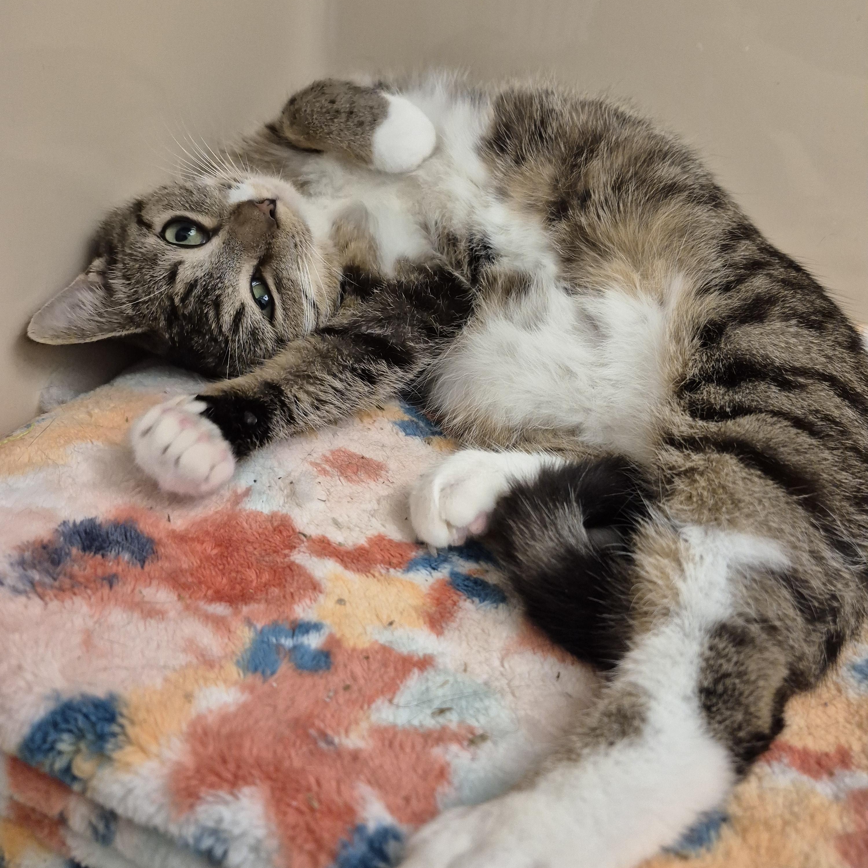 Enlarge Cortina, a ADOPTABLE Domestic Short Hair in Tioga, PA image 5/6
