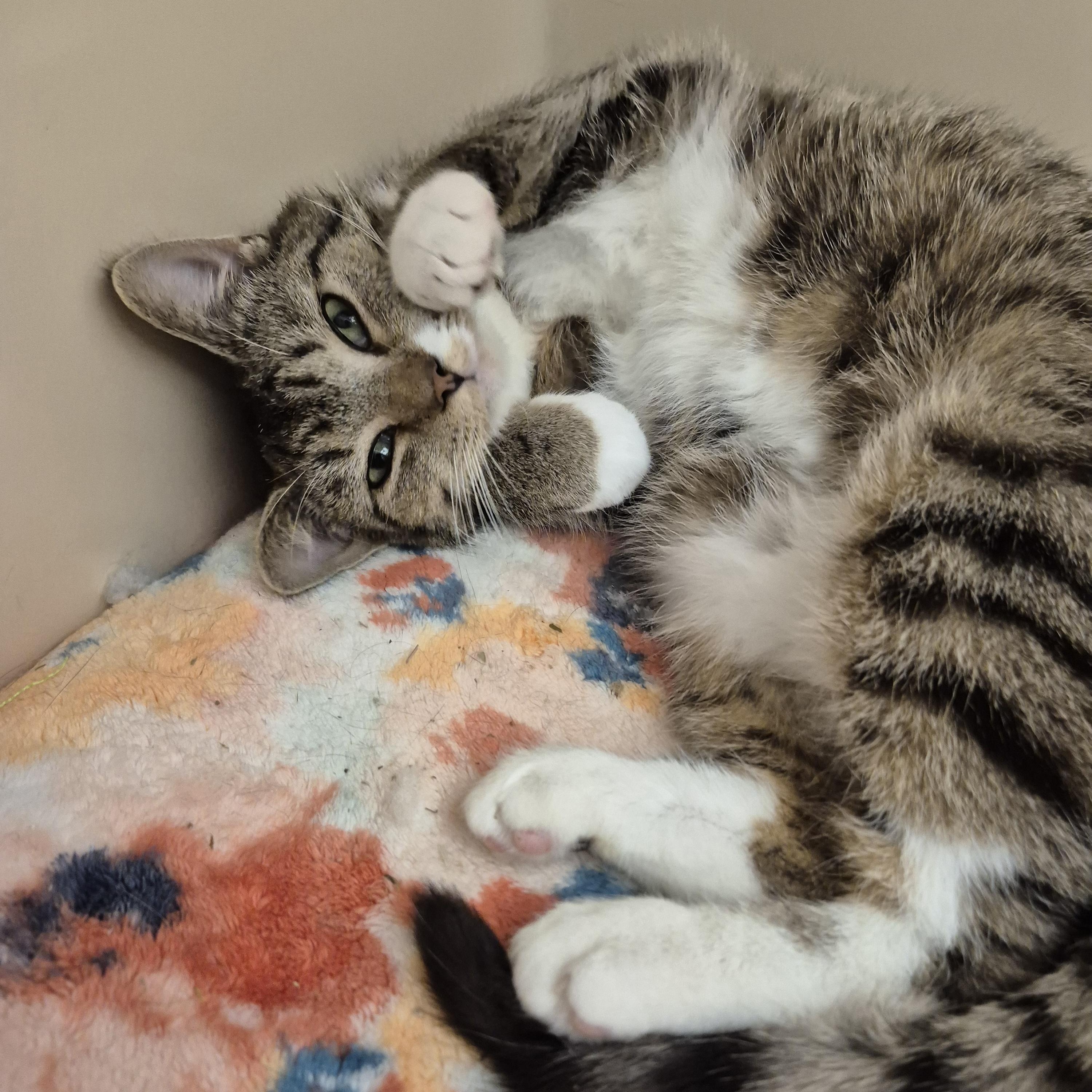 Enlarge Cortina, a ADOPTABLE Domestic Short Hair in Tioga, PA image 4/6