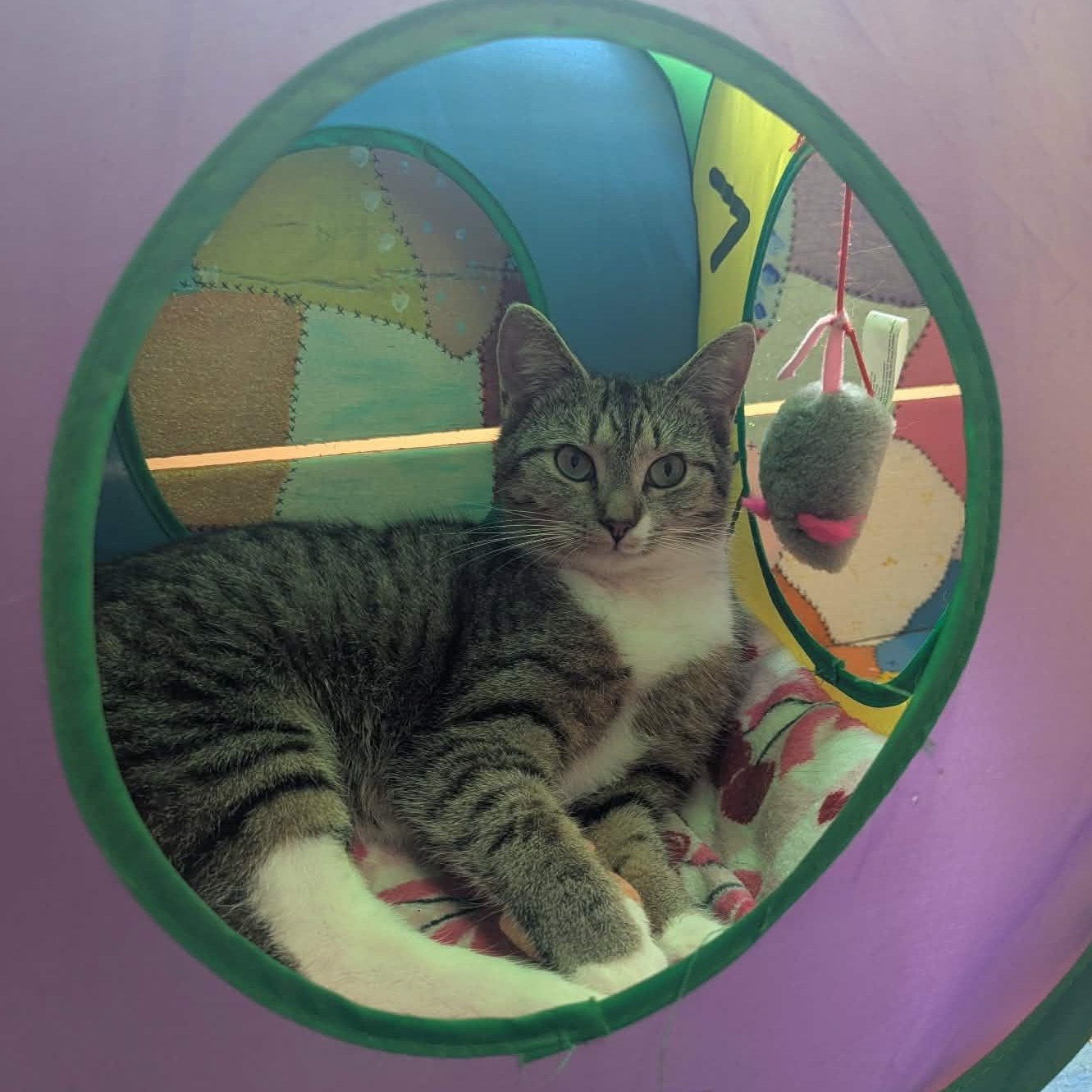 Enlarge Cortina, a ADOPTABLE Domestic Short Hair in Tioga, PA image 6/6