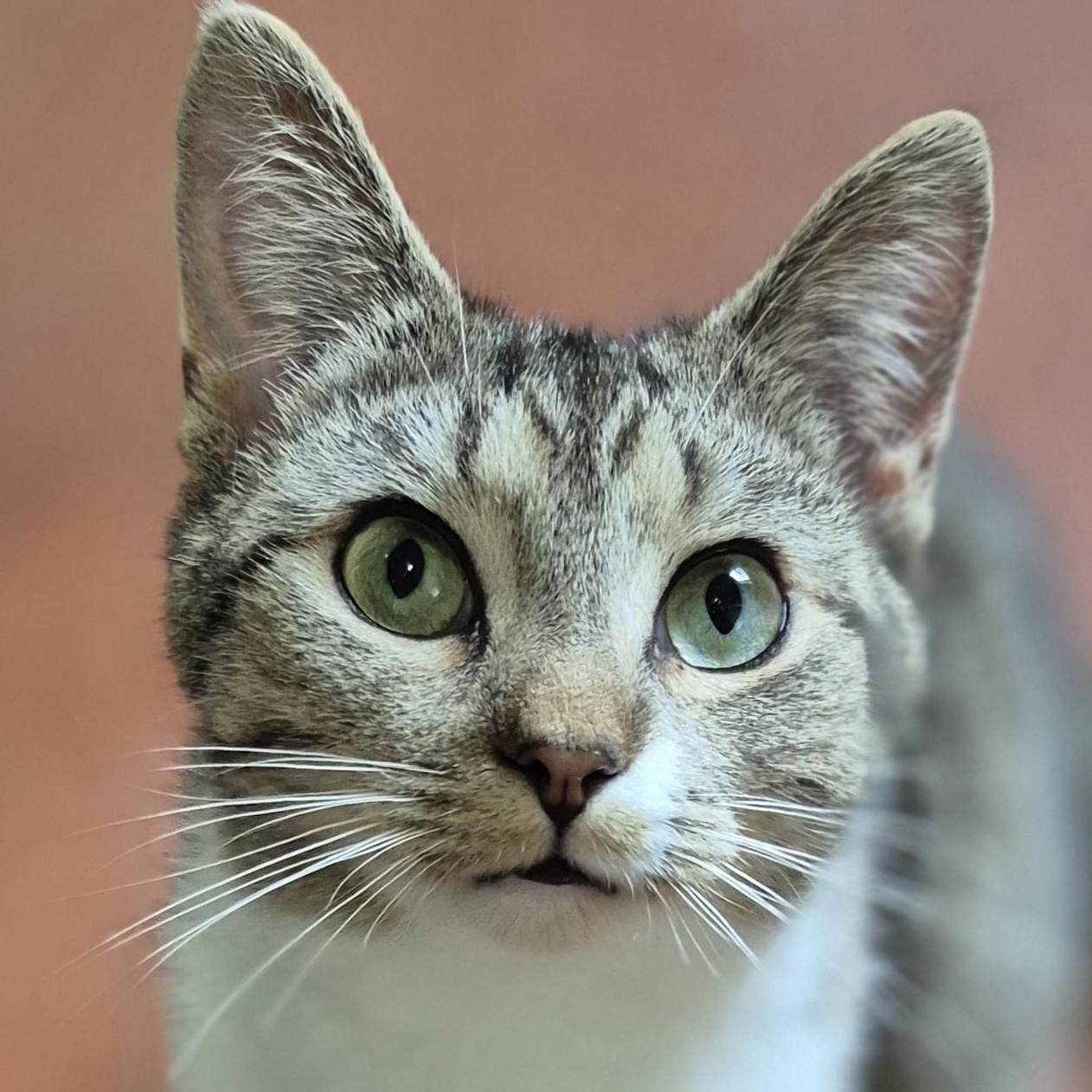 Cortina, ADOPTABLE, Young Female Domestic Short Hair.