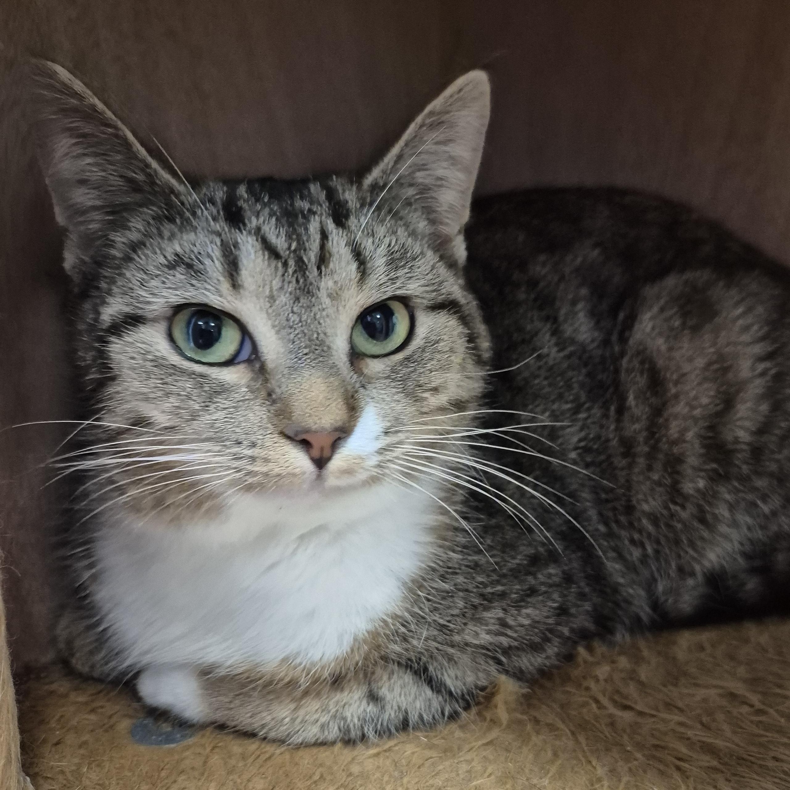 Enlarge Cortina, a ADOPTABLE Domestic Short Hair in Tioga, PA image 3/6