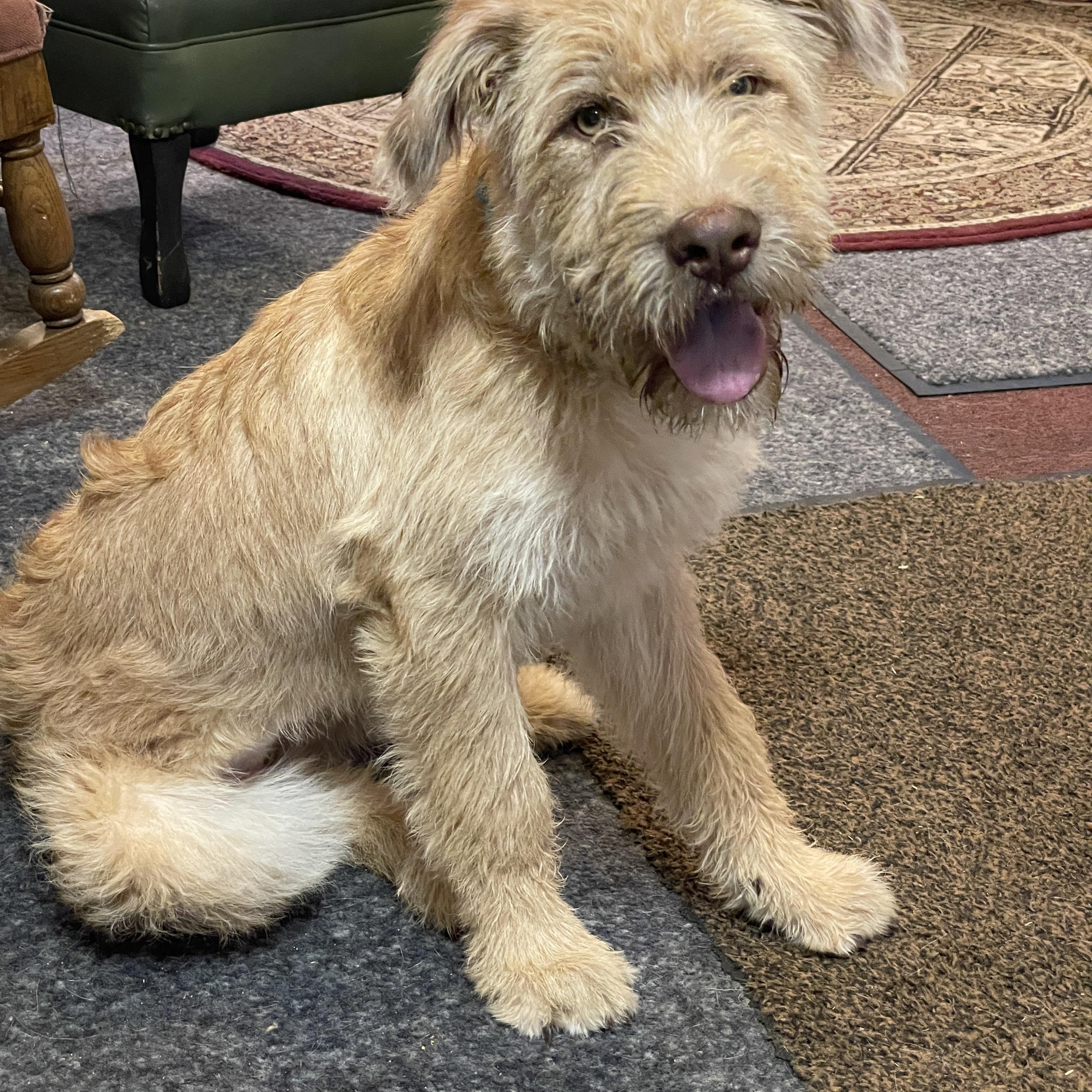 Nana, ADOPTABLE, Puppy Female Giant Schnauzer & Mixed Breed.