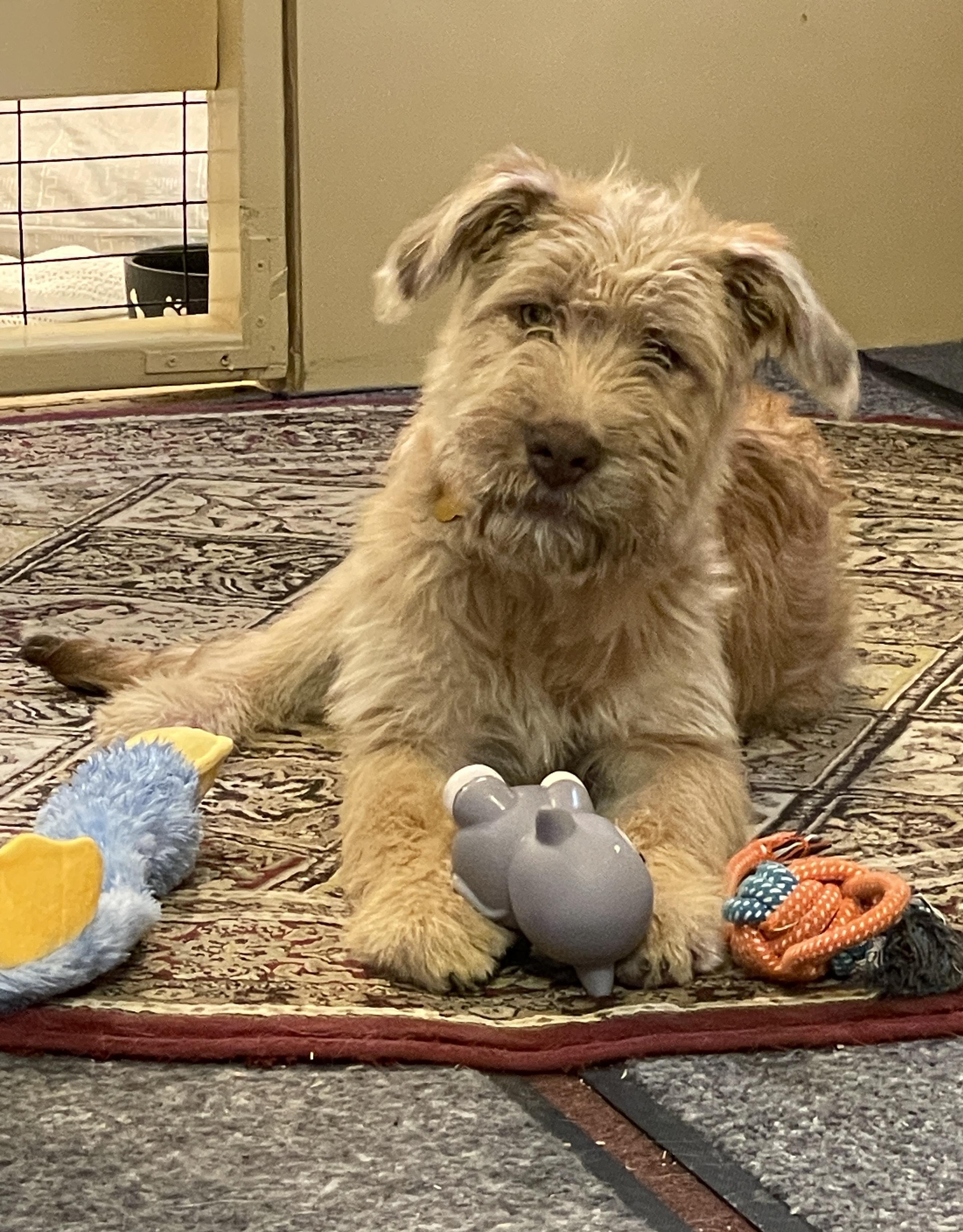 Enlarge Nana, a ADOPTABLE mixed breed in Berwick, ME image 3/3