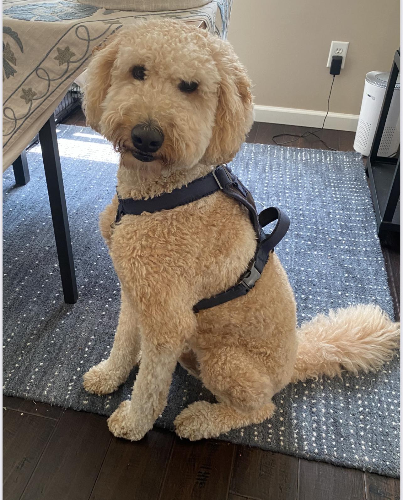 Cooper, ADOPTABLE, Adult Male Goldendoodle.