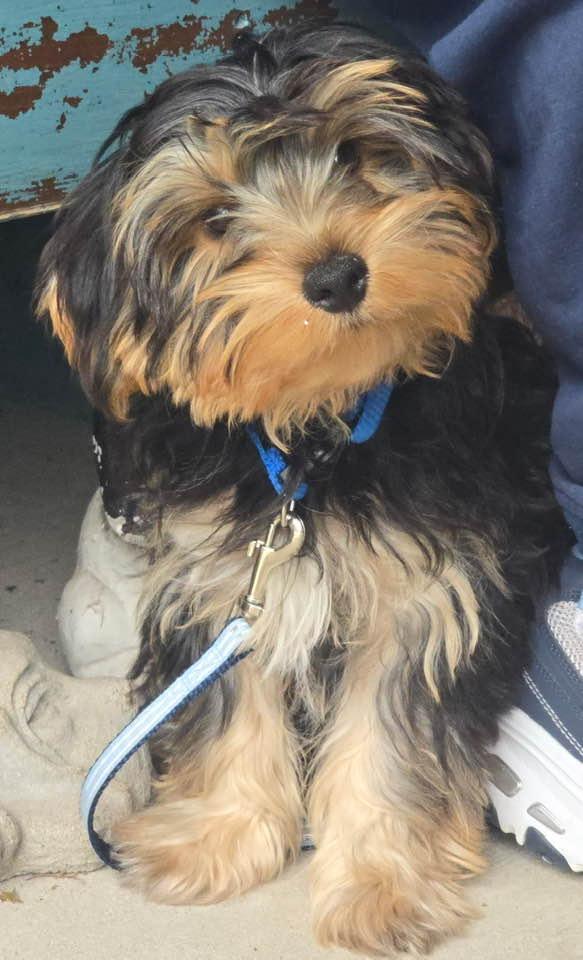 Jack, Adopted, Puppy Male Yorkshire Terrier & Poodle.