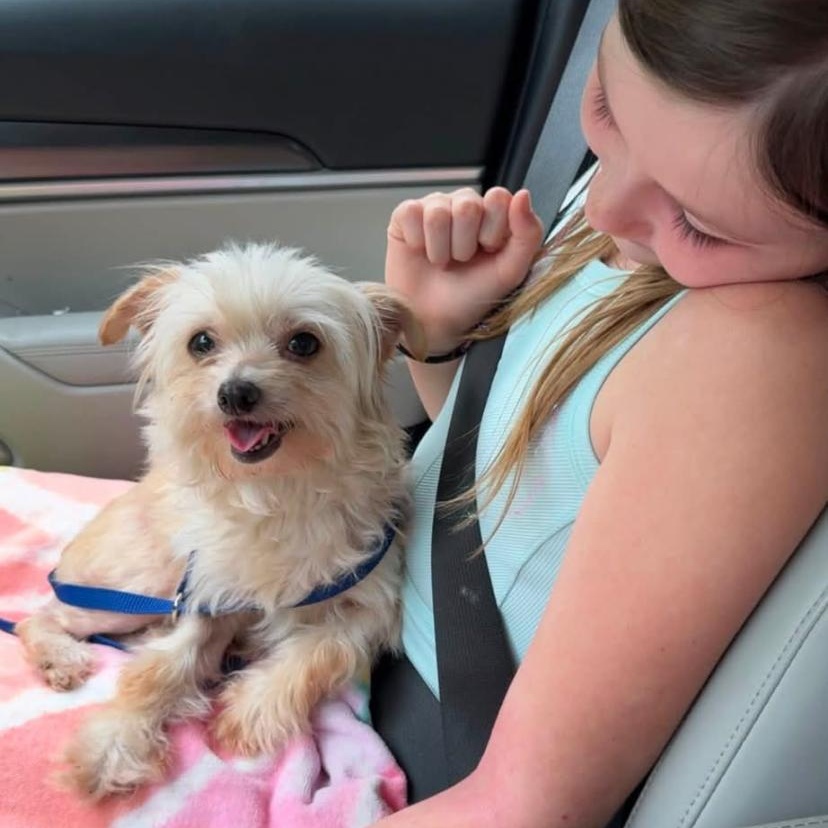 Starburst, adopted, Adult Female Yorkshire Terrier.