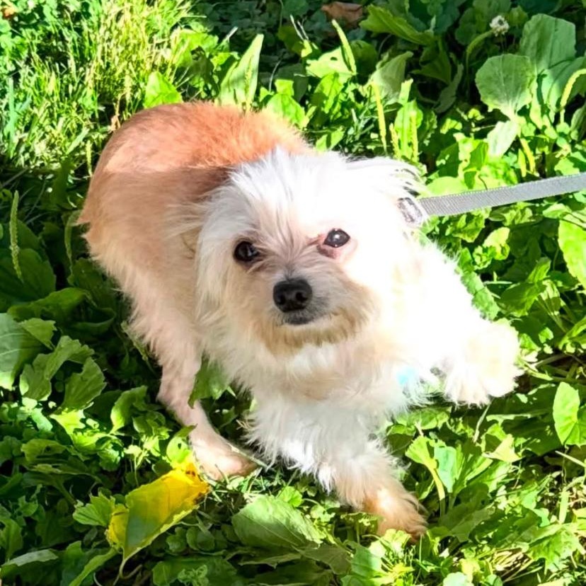 Enlarge Starburst, an adopted mixed breed in Philadelphia, PA image 3/3