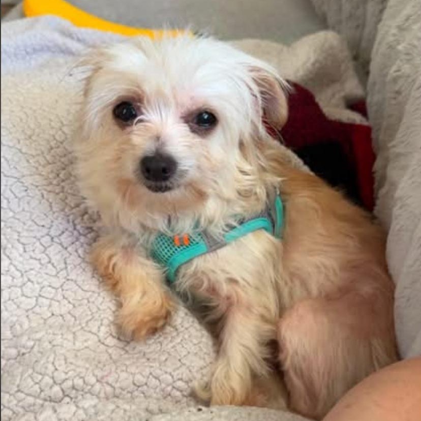 Enlarge Starburst, an adopted mixed breed in Philadelphia, PA image 2/3