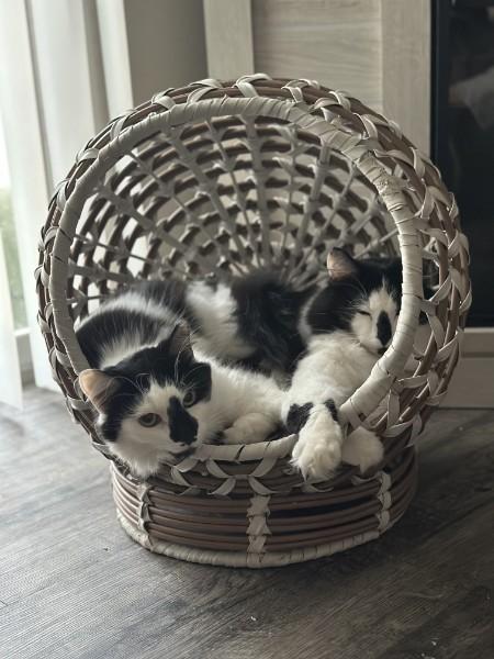 Jacqueline SC, Adoptable, Kitten Female Domestic Long Hair.