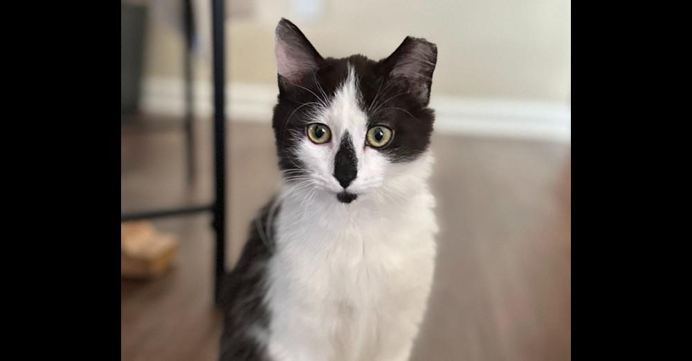 Jacqueline SC, a Adoptable Domestic Long Hair in Greenville, SC image 3/6