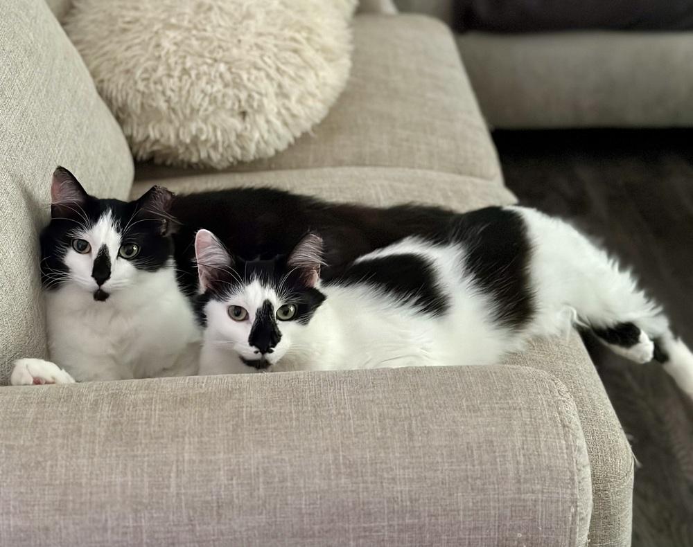 Jacqueline SC, a Adoptable Domestic Long Hair in Greenville, SC image 4/6