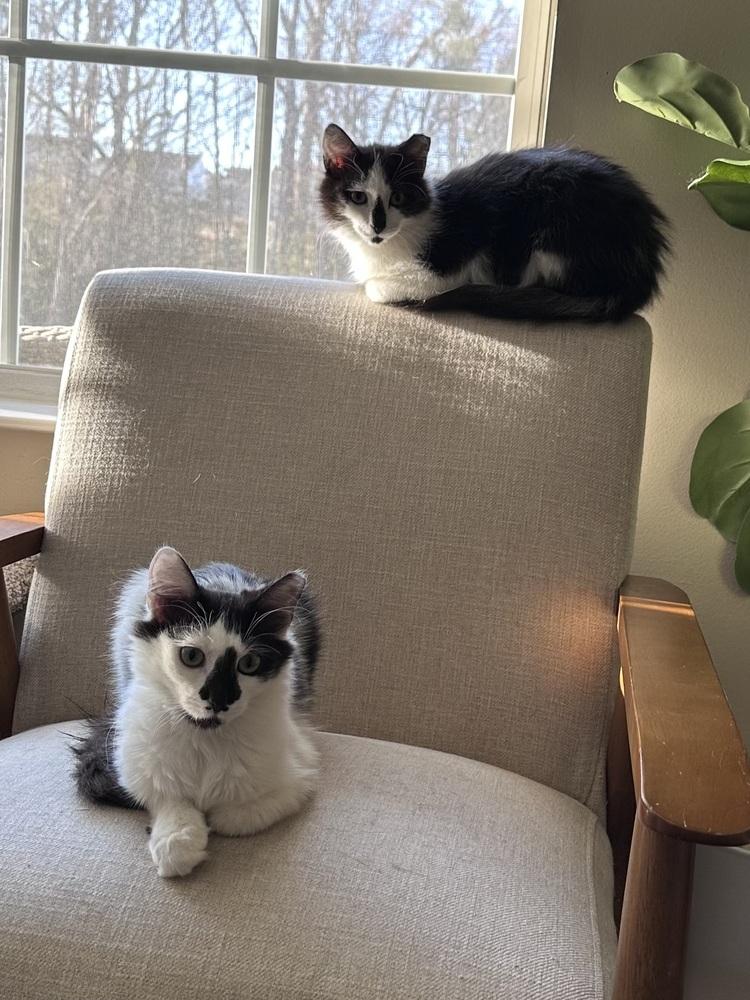 Jacqueline SC, a Adoptable Domestic Long Hair in Greenville, SC image 5/6