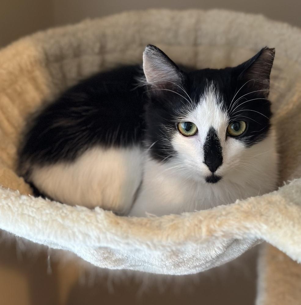 Jacqueline SC, a Adoptable Domestic Long Hair in Greenville, SC image 6/6