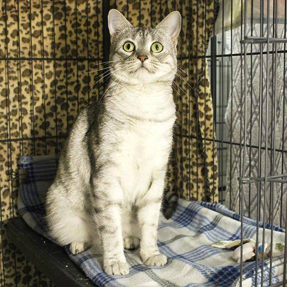 Georgia, Adoptable, Adult Female Domestic Short Hair.