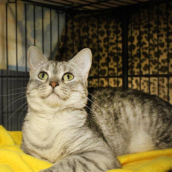 Enlarge Georgia, a Adoptable mixed breed in Overland Park, KS image 2/3