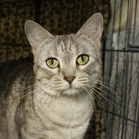 Enlarge Georgia, a Adoptable mixed breed in Overland Park, KS image 3/3