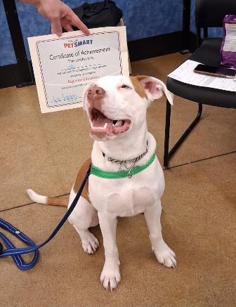 Loki, a ADOPTABLE mixed breed in West Milton, OH image 2/6